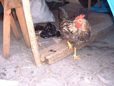 49-chicken
